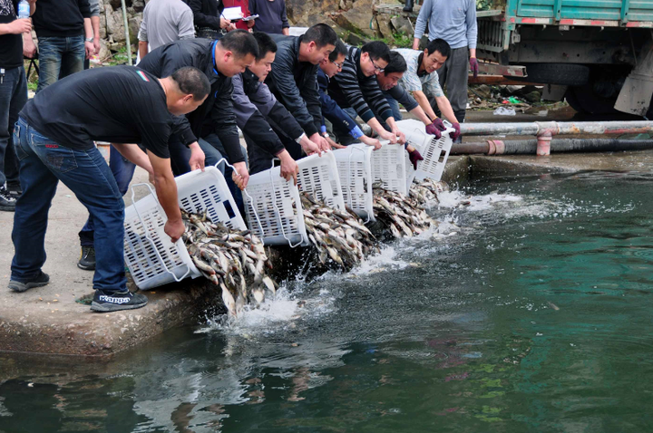 钓鱼都禁止的珊溪水库拍卖捕鱼权 包头鱼近13