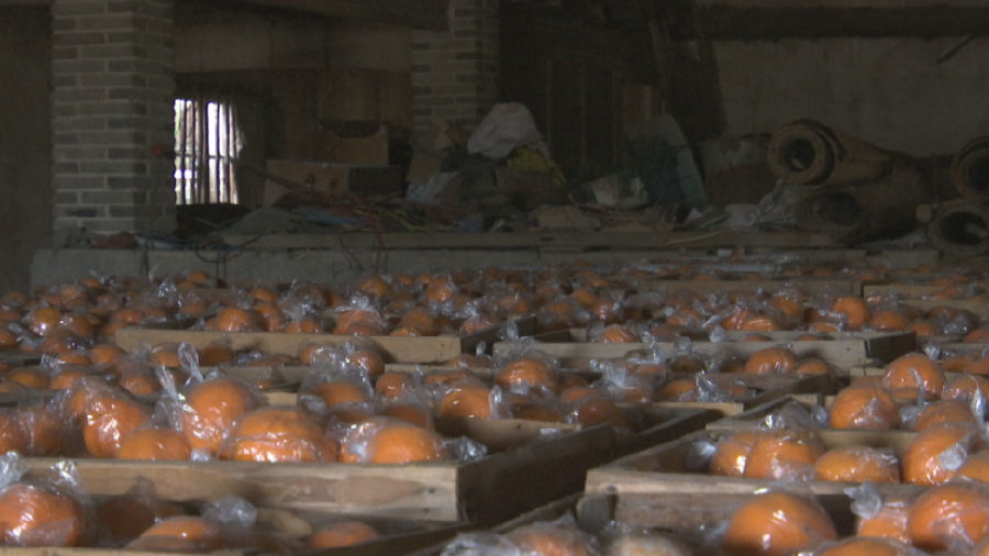 新闻调查:柑橘熟了 衢州果农为何感受冰火两样