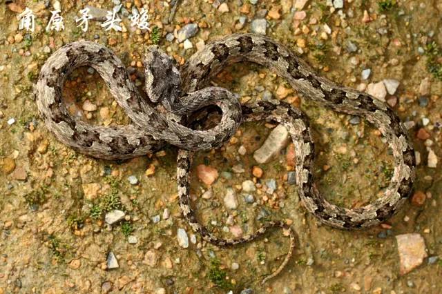 角原矛头蝮是一种极为罕见的小型毒蛇,目前仅在台州仙居境内被发现.