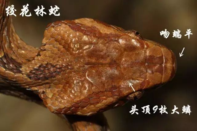 原矛头蝮与游蛇科的微毒后沟牙毒蛇—绞花林蛇非常相似.