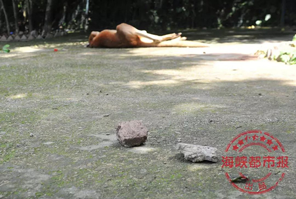 福州动物园游客扔石头砸袋鼠致一死一伤
