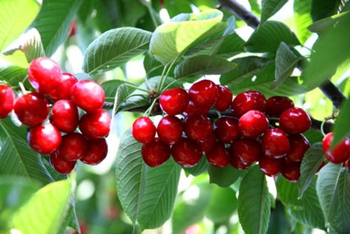 樱桃上市,跨越速运冷链专线当天送达!