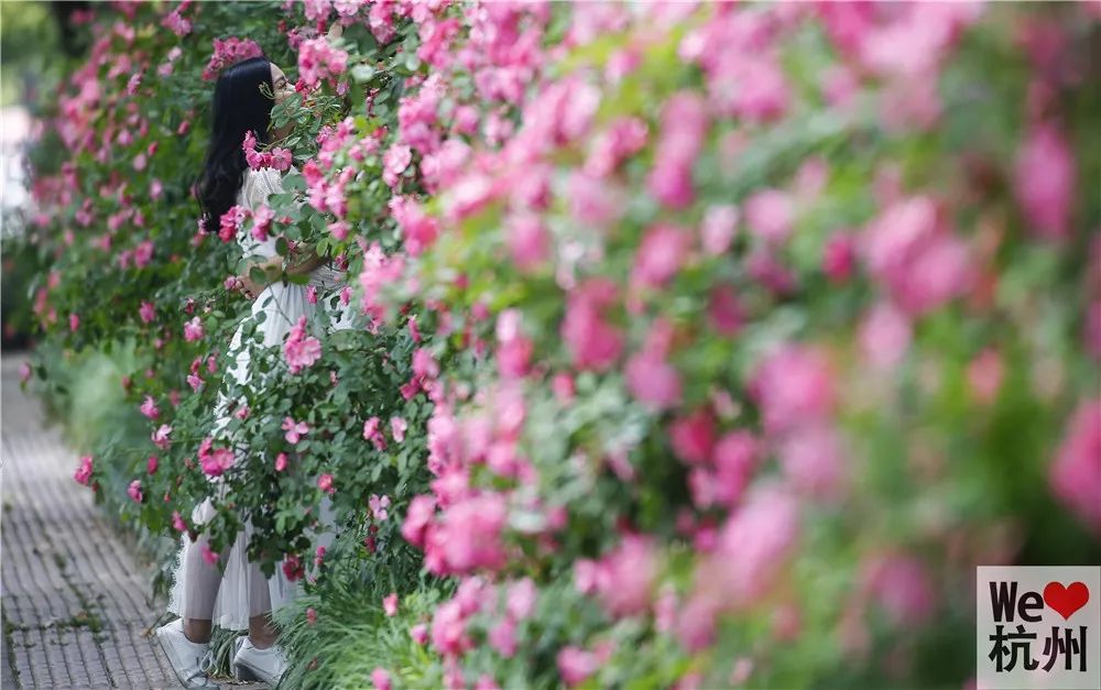 可以爬满地的花 4a5be73b564f2c3f4758bd4a954991ea.jpg