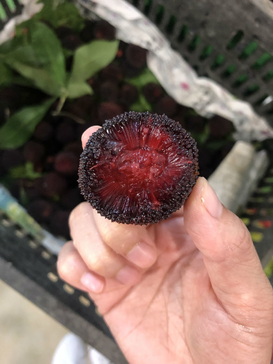 未来一周仙居杨梅大批上市 价格有些小贵销售持续火爆