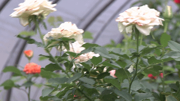 (我奋斗 我幸福)杭州月季成网红 背后是他奋斗36载