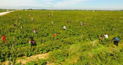 面进步--海外专家学者积极评价中国改革开放巨大成就