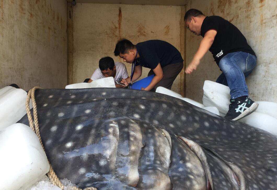 500斤金钱鲨被捕上岸 系国家二级保护动物 谁之过?