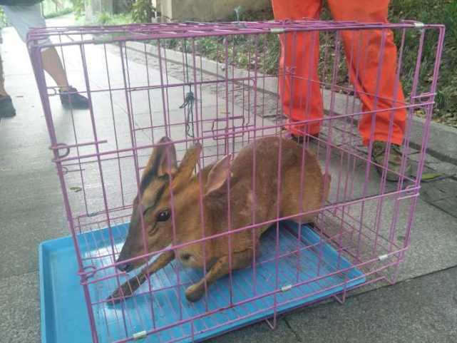 杭州闹市区的河道里保洁员捞起一只呆萌的黄麂