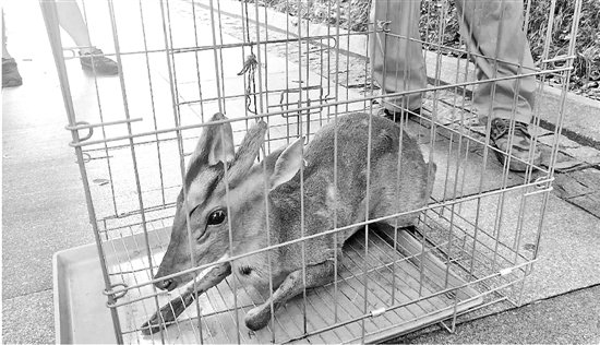 杭州闹市区的河道里保洁员捞起一只呆萌的黄麂