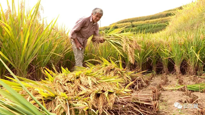 瑞安金川的网红大米是怎么炼成的?