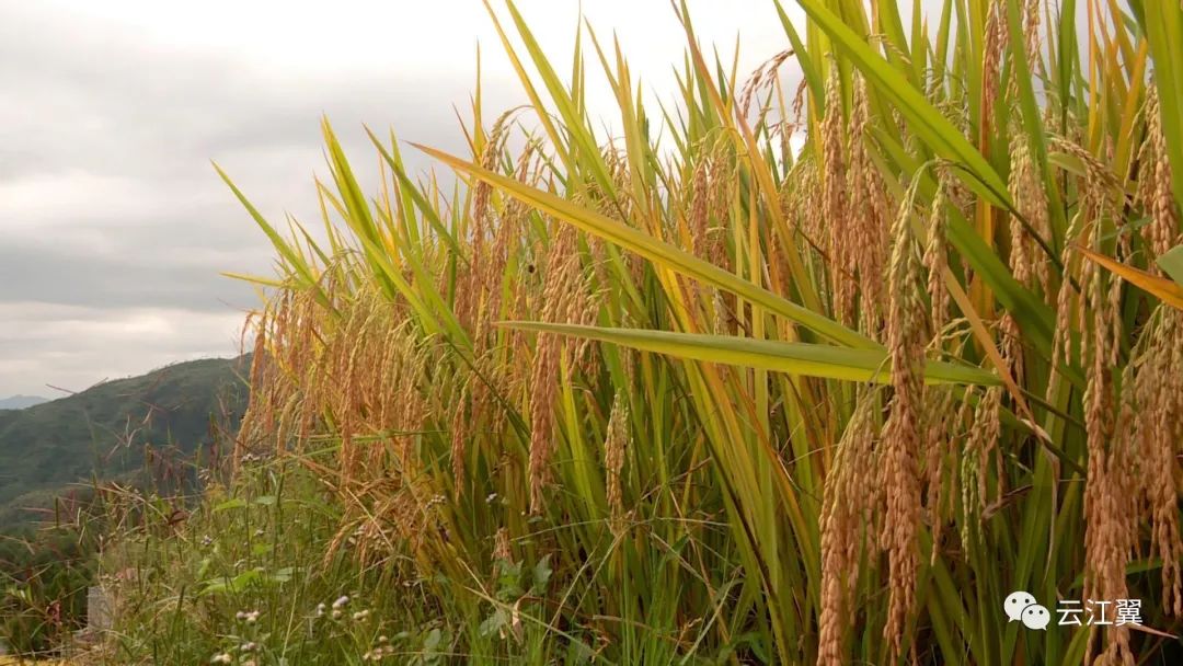 瑞安金川的网红大米是怎么炼成的?