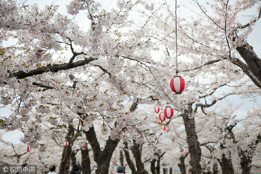 受台风极端天气影响 日本部分樱花反常提前开
