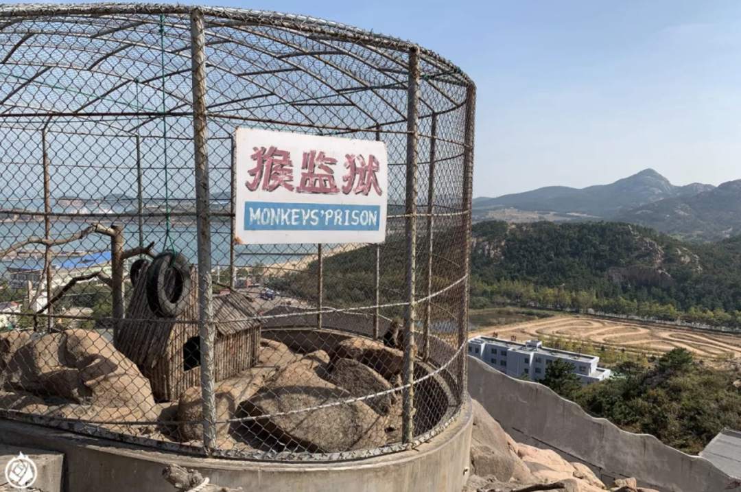 山东威海"最强村办动物园":付费可与幼虎合影 自称保护区