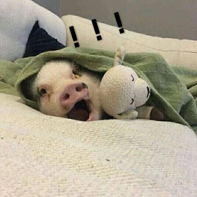 台湾艺人2018收入排行出炉 小S1.5亿居第一