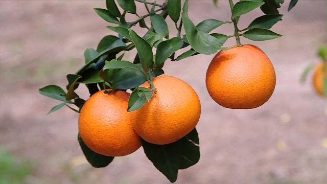 临海涌泉:开发蜜橘新品种 培育乡村振兴致富果