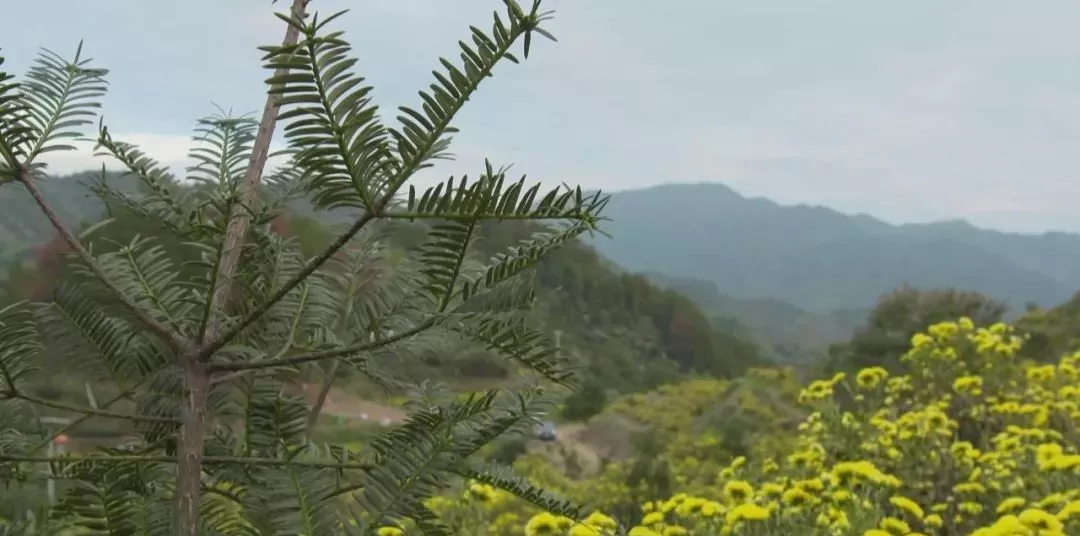 昨天,央视用了近25分钟,点名推荐松阳香榧!