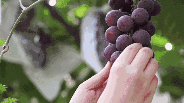 壁纸 花 桌面 640_360 gif 动态图 动图