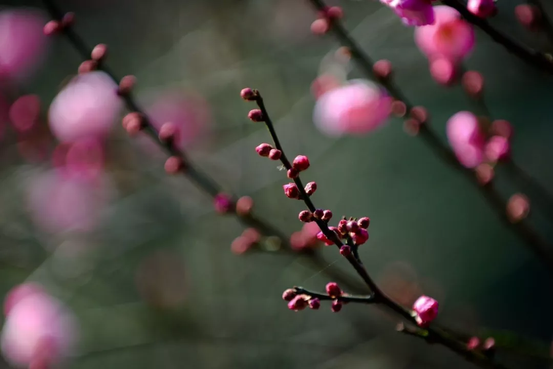 一大波梅花美图等你接收,周末去看正好!