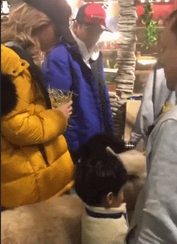 ZayU-hsmkfym9818559.gif 王思聪撩妹又出新花样?花四万买羊驼送美女当宠物