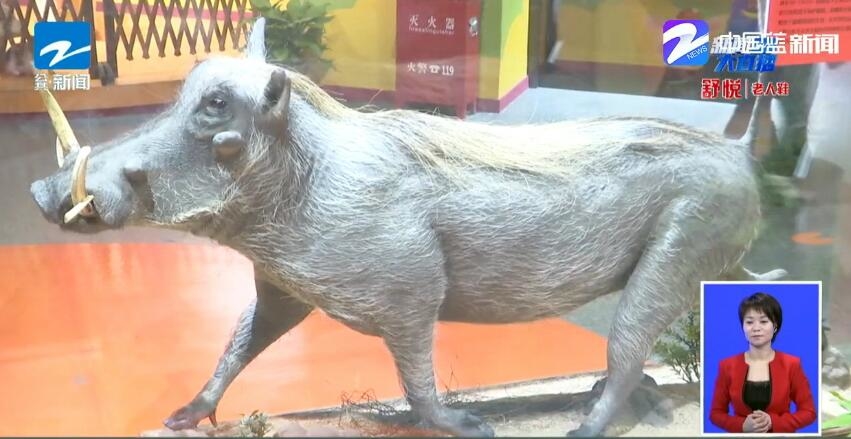 再来看这个标本,肯定和你平时见到的猪不一样吧,这些身躯健壮,鬃毛