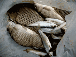 杭州人, 3月1日起钱塘江流域有重要举措!千岛湖鱼头还能吃得到吗?