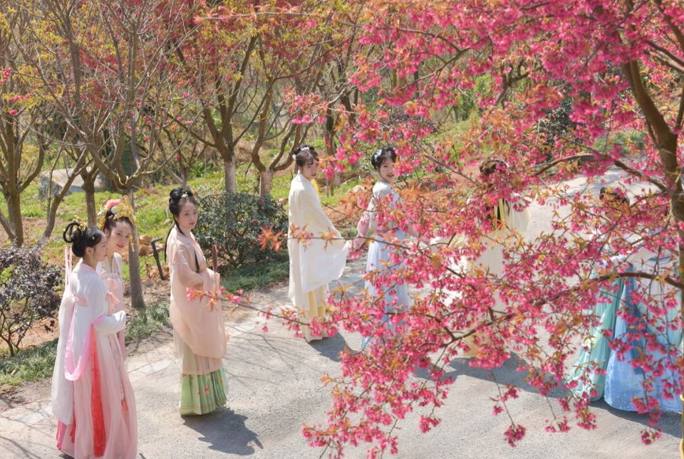 汉服与樱花齐争艳…绿野山居樱花文化节来啦!