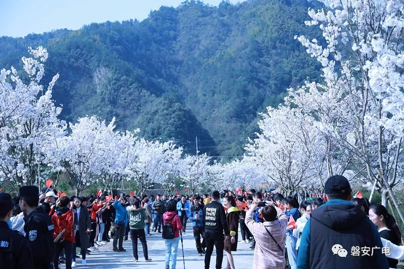 共赴一场人间花事 没来现场的小伙伴 上午10:00 2019中国·磐安樱花节