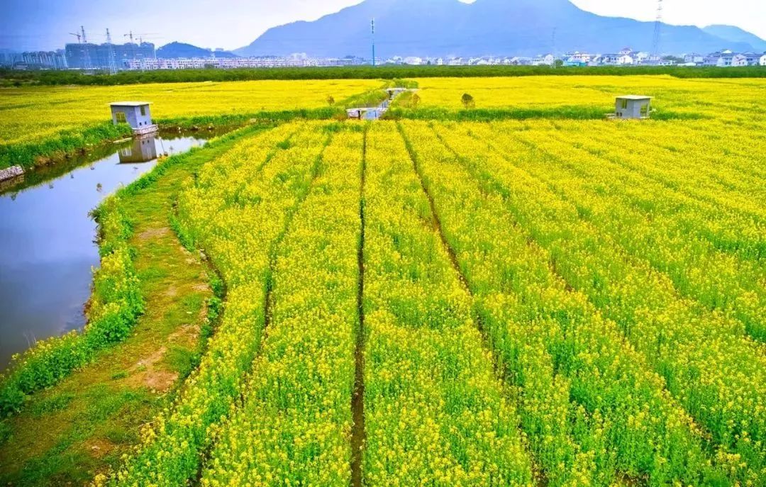 台州油菜花地图!一望无际的黄金毯,承包你春天的灿烂!