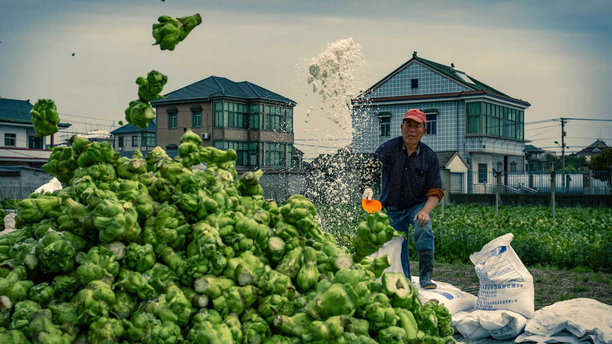 蜂之眼/榨菜“鲜头”上市 余姚的一道绿色风景线