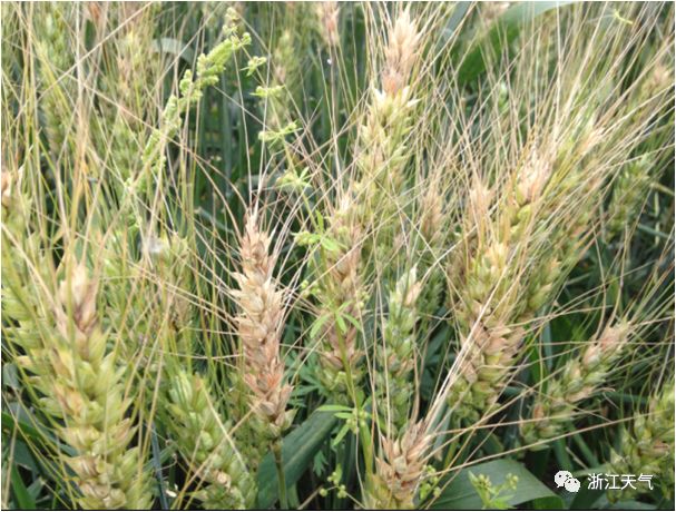 《复联4》已最终集结,而大风、短时强降水还在