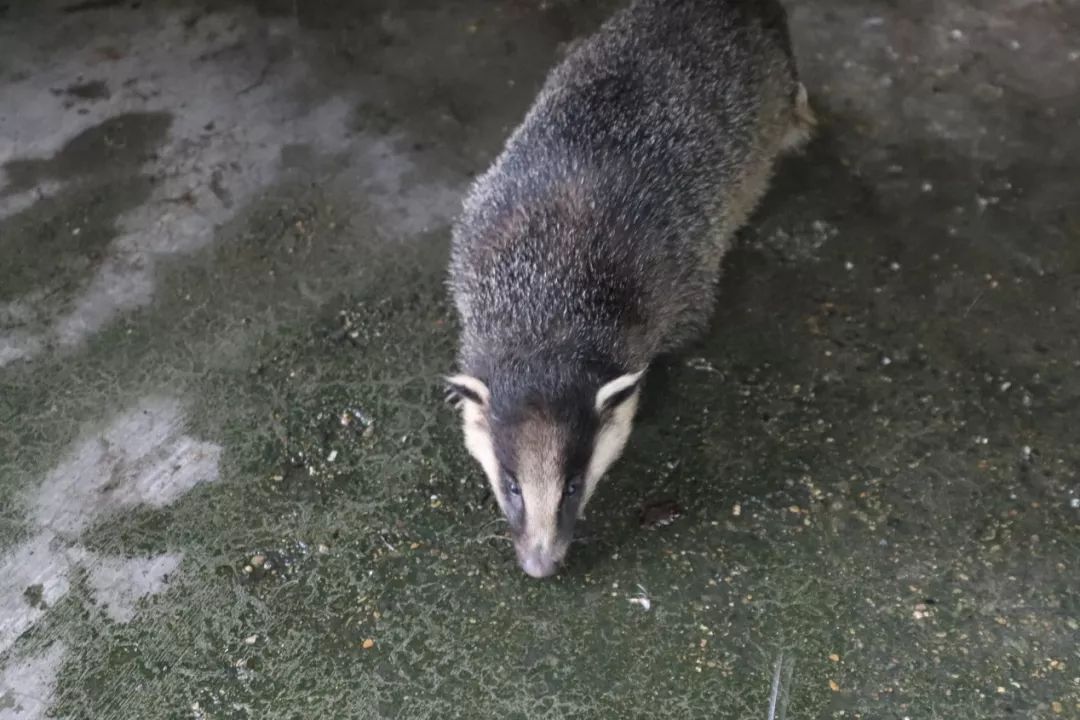 比狗獾小一号的,是鼬獾.