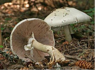 白林地蘑菇没有菌托,菌褶从初期白色转为粉红色,最后变成黑褐色,孢子