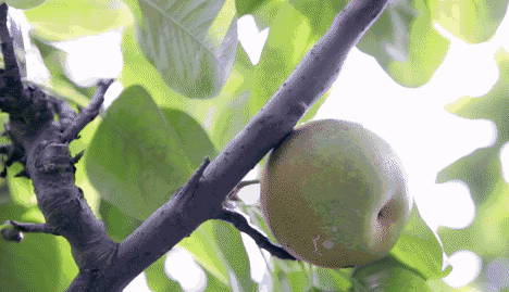 壁纸 动物 鸟 鸟类 雀 水果 植物 468_269 gif 动态图 动图