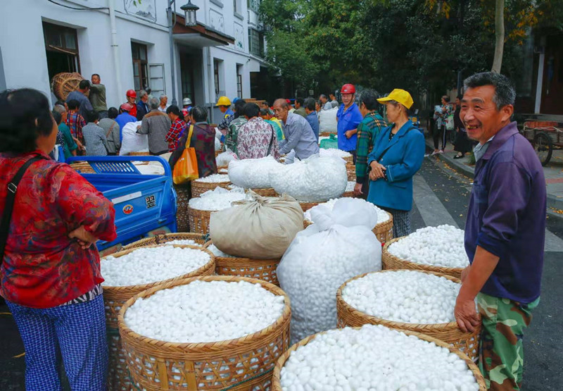 蜂之眼中晚秋蚕茧采购忙较春蚕价格略升