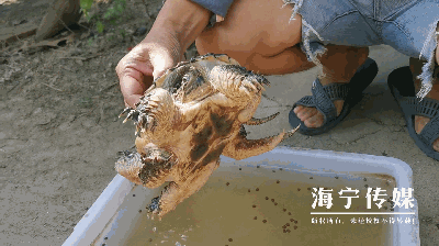 一见到记者 这一边的脑袋张大了嘴巴非常凶 一只正常的乌龟有4条腿