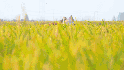 有一种旅行,叫做去德清的美丽乡村走一走,听山,看水,漫游小巷,在一方