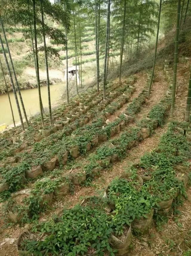 林业技术"植物抗生素"三叶青生产技术指导