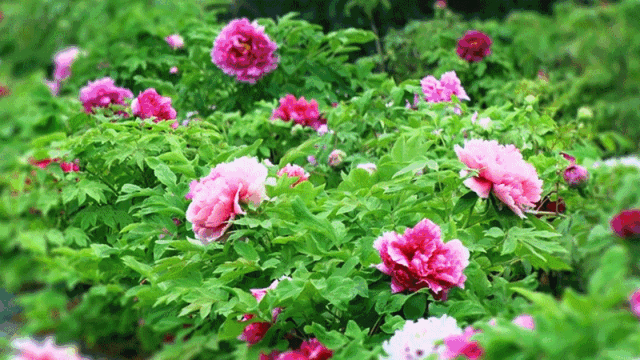 2020年 春暖花开季·花园花海行 天香湾花海内有牡丹,芍药,月季,玫瑰