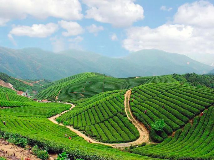 春天里的茶香 除了西湖龙井,杭州还有哪些茶?