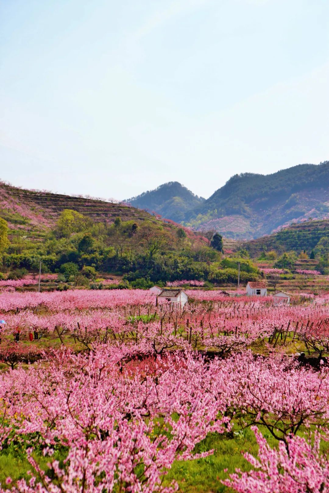 【春花】去源东吧!桃花依旧笑春风,又何止十里桃林!