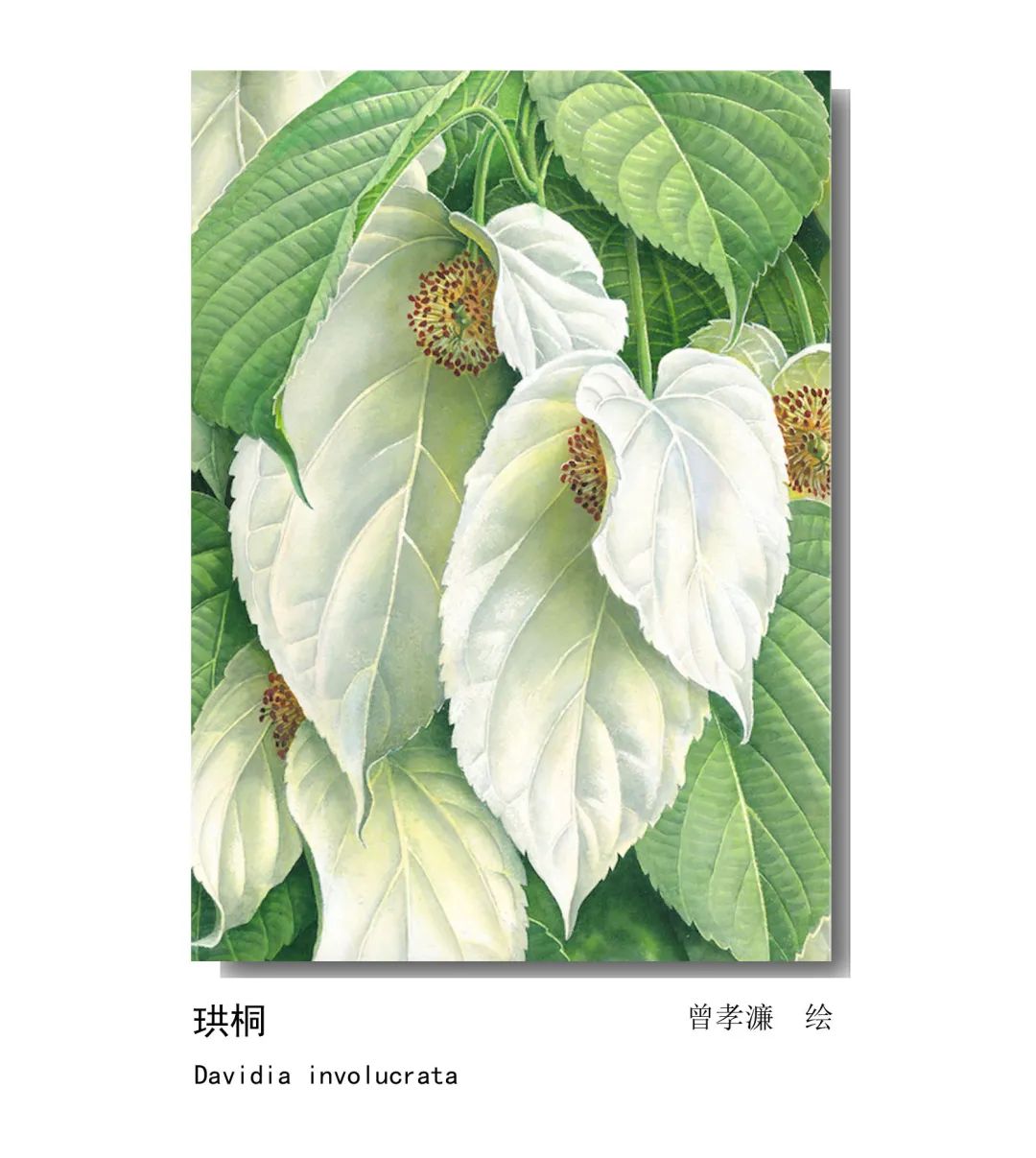 影响世界的中国植物——2020年博物绘画全国巡展