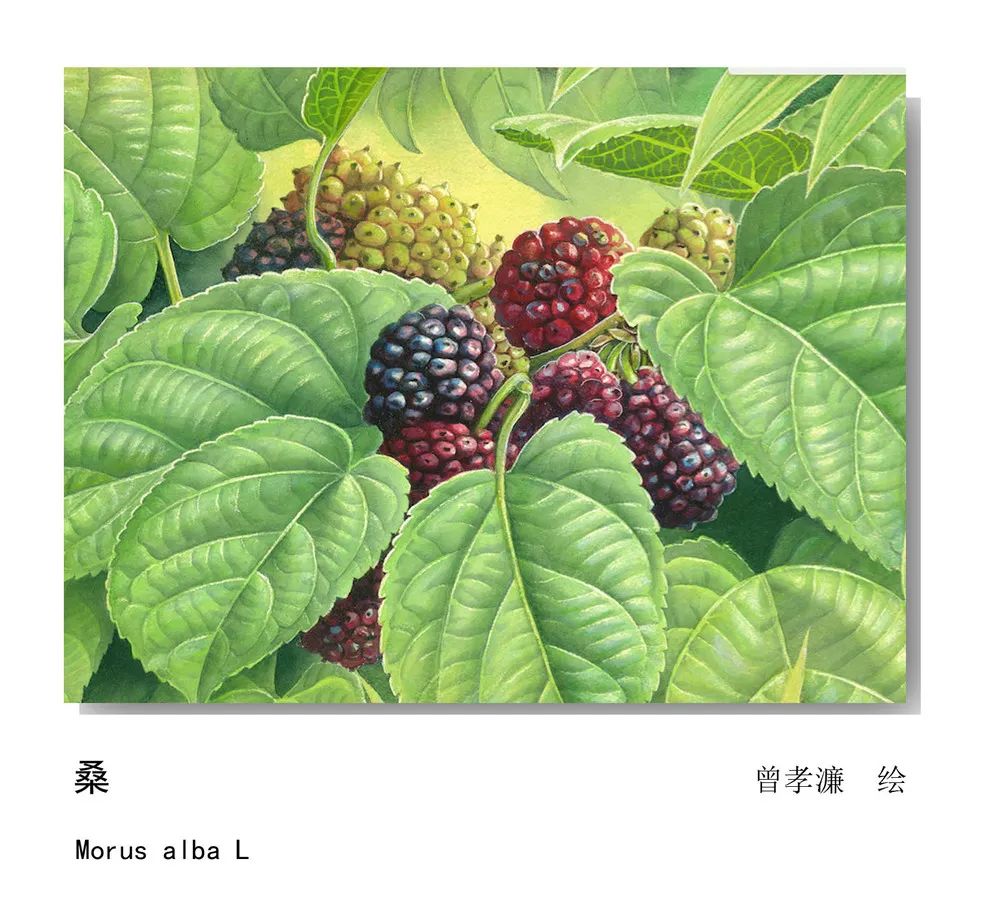 桑科 桑属