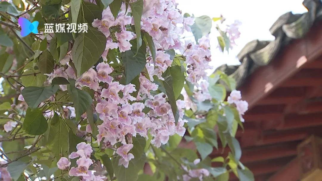 530岁的古楸树开花了!花团锦簇,香气袭人
