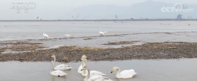 生态维护力度不断加大 候鸟群聚集黄河湿地 多种鸟类调和共生