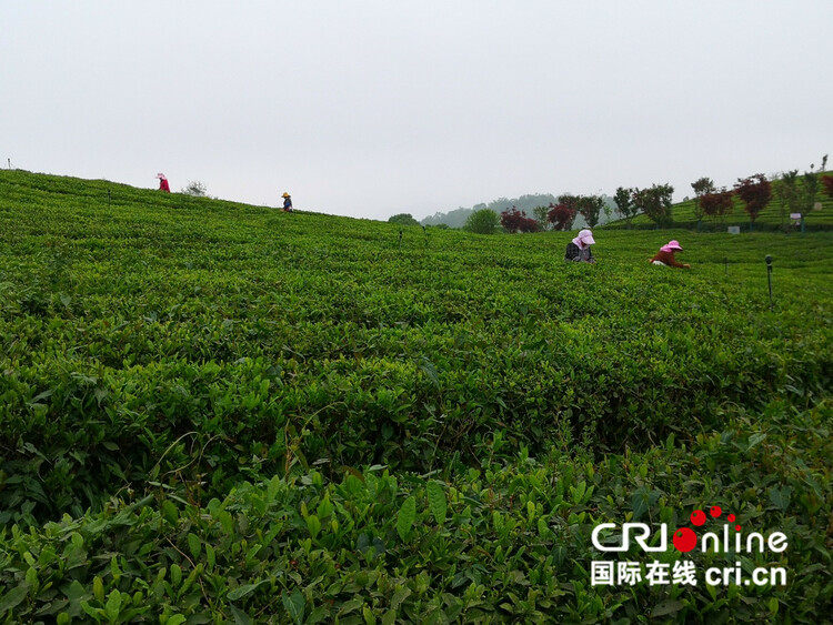 【民族要复兴 村庄必复兴】贵州清镇：以茶工业助力村庄复兴