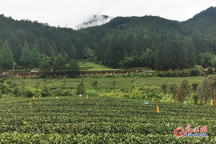 Ecological tea orchard helps increase farmers' income in SE China's Fujian Province