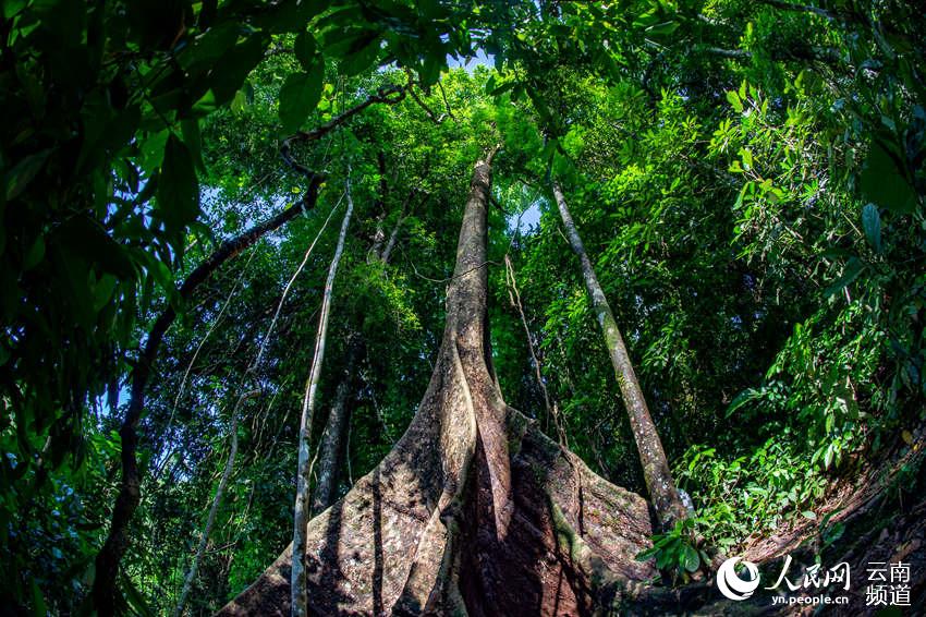 探寻滇西热带季雨林 “让万物自在成长”