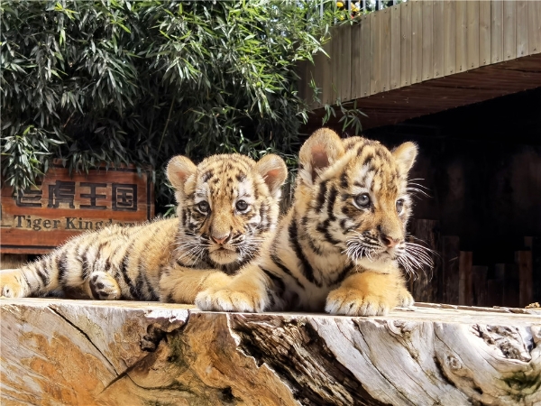 Baby animals make collective debut at Yunnan zoo