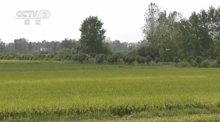 【村庄复兴看一线】河南信阳：再生稻出产成罗山县粮食出产一大亮点