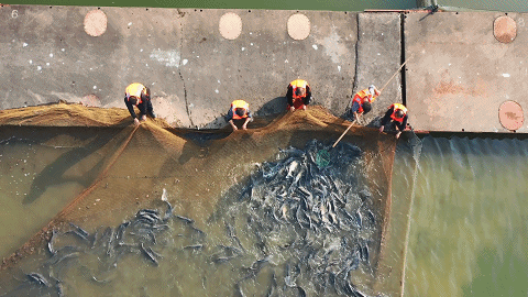 长江禁渔一周年丨禁渔之后，他们在“花式养鱼”